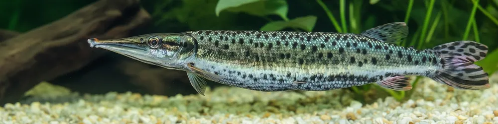 Jetzt Bestellen Gefleckter Hechtsalmler (Boulengerella maculata)